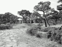 동일리조트, 통도CC 조경 소나무 반출 사주 개인농장 이식 의혹