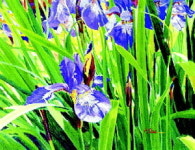 [문화의향기] 자연의 아름다움 포착한 유화 이경순 개인전