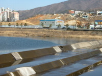 양산천 수달 서식처 훼손 우려