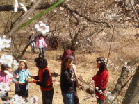 원동 토종매화 구경오세요