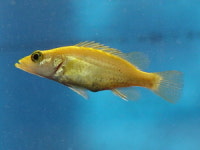 황금쏘가리, 경호강 금빛 물들일까