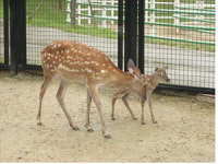 아기 꽃사슴 보러 오세요