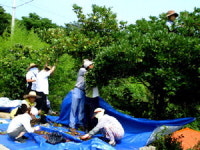 욕지도 39개 섬 전역 후박나무숲 가꾼다