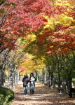 창원 도심 곳곳서 낙엽길 산책