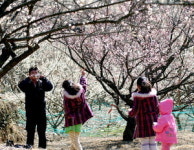 양산 원동으로 매화 구경 오세요