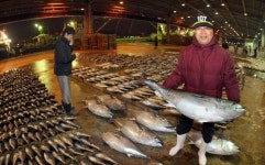 [포토뉴스] 반갑다！！ 참다랑어