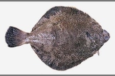 도다리 돌아오니, 봄이로구나