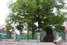 [숲과 나무를 찾아서] <16> 의령 세간리 현고수(懸鼓樹)