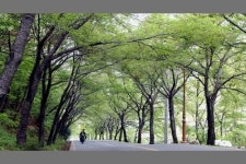 [뉴스톡톡] 양산 가로수 호적 생긴다