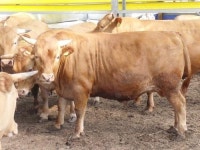 1천만원 훌쩍 초특급 한우 등장