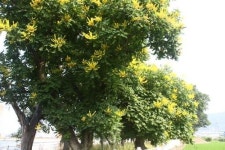 [숲과 나무를 찾아서] <25> 거제 한내리 모감주나무 숲