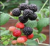 [맛있는 경제] 토종 복분자딸기 첫 수확 성공했어요