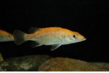 황쏘가리·어름치를 살려라