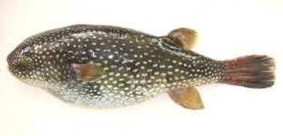 아열대성 별복 먹으면 안 돼요