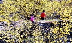 봄 축제, 그 참을 수 없는 유혹