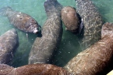 올 겨울 최악의 추위에 해우 400여 마리 숨져