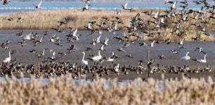 [포토뉴스] 명지갯벌 찾은 겨울 철새