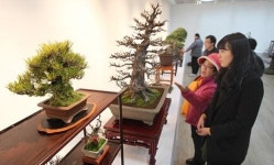 [포토뉴스] 우리 분재 작품 어떤가요?