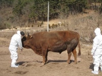 르포 - 경남 의령 싸움소 농가 구제역과 사투