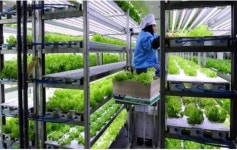 채소 함께 키워 팔며  희망찬 동네 만들어요