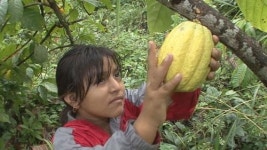 [방송가] 마야 후예 루크레샤의 카카오 농장 이야기