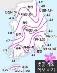 부산 벚꽃 남천동서 가장 먼저 29일 개화