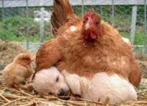 개를 품은 닭 강아지 귀엽게 자네요, 병아리 엄마 그건 개야 표정?