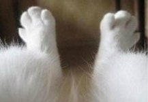 고양이의 시점 발이 뭉실뭉실! 앙증맞고 귀엽네요,어쩜 저렇게 …