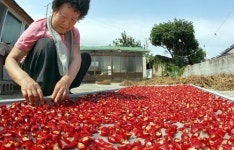 [포토뉴스] 제대로 영글었어!