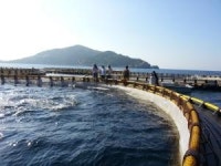 [청색혁명 수산양식] ② 블루오션 참다랑어