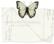 [한 장면] 수십 년간 잠든 트렁크엔 1만 8천여 점 나비 표본이