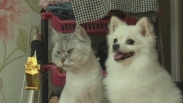 올 한 해 영광의 동물 주인공을 찾아라!