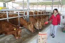 직거래 아마씨 먹인 소백산 영주한우 산지 가보니