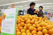 [포토뉴스] 제주 직송 청견오렌지