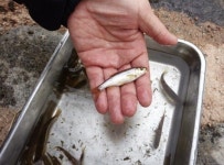 갈겨니야 반갑다… 사상구 구덕천에 1급수 어종 발견