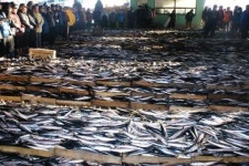 [부산공동어시장] 2년 연속 위판고 4천억 원 달성… 올해 현대화사업 원년 도약 준비