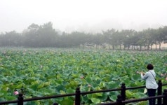 [웰빙과 힐링의 상징 蓮] 진주 강주연못·금호지 연꽃
