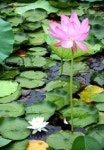 [웰빙과 힐링의 상징 蓮] 진주 강주연못·금호지 연꽃