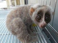 부산서 구조된 멸종 위기 늘보원숭이(슬로 로리스) 실종, 진실은?