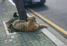 웬 호랑이가 금강공원 앞에 앉아있어요!