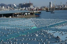하이에나 같네!…공동어시장, 갈매기 떼 골치