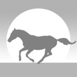 [밀물 썰물] 청마의 해