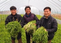 [포토뉴스] 양산 원동청정미나리 본격 출하