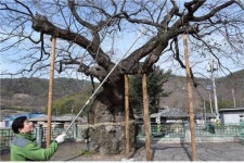 의령군 노거수 영구 보존