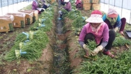 [내 고향 지금이 제철] 김해 부추