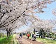 해운대 벚꽃·창녕 유채꽃…