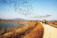 겨울철새 북상·AI 생존력 약화… 창원 주남저수지 오늘부터 재개방