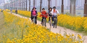 [포토뉴스] 낙동강 자전거길 꽃내음 가득