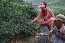 [내 고향 지금이 제철] 의령 블루베리