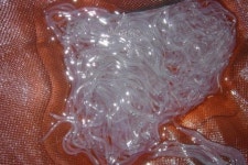 낙동강 민물장어 사라지나